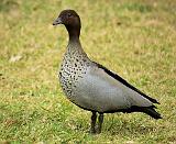 Maned Duck 9P013D-62